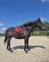 Vente de cheval : SAINTKADAM